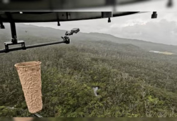 Гавай аралдарына миллиондаған маса жіберілді