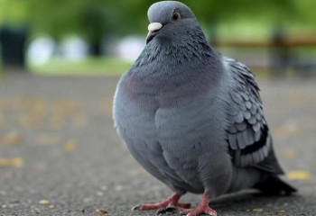 Голубь вернулся к спасшей его женщине: история из соцсетей