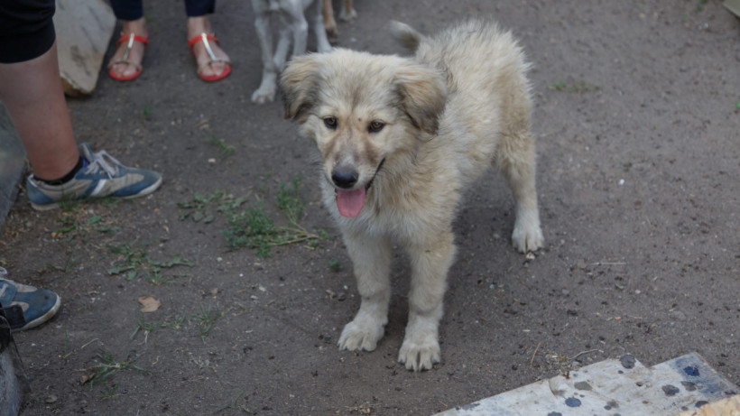  © El.kz / Артем ЧУРСИНОВ 