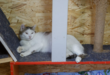 Зачем мы делимся котиками: объяснение учёных