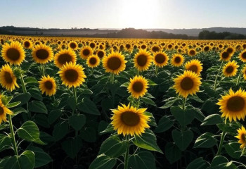 «Отсолнухи» под «суровым солнцем Тараза» рассмешили соцсети