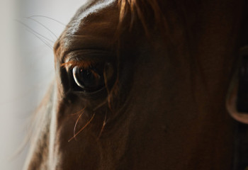 BaiQymyz фестивалінде еліміздің ең үздік жылқылары көрсетіледі