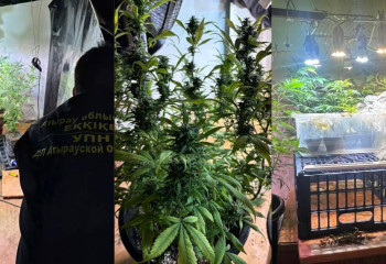 Атырауда есірткі өсіруге арналған фитозертхана анықталды