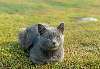 В Лондоне учёные попытаются «перевести» язык животных с помощью ИИ