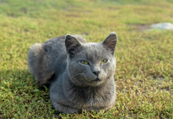 New research centre to explore how AI can help humans ‘speak’ with pets