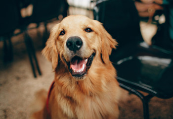 Иттер адамдар туралы не ойлайды? Ғалымдар зерттеді