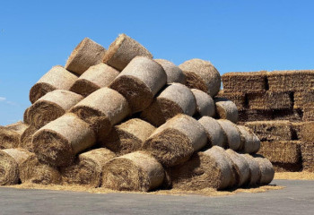 Елімізде 11,4 млн тонна мал азығы дайындалды