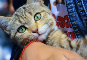 Astana sees rise in cat hotels