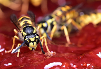 Ара шаққан екі жастағы бала көз жұмды