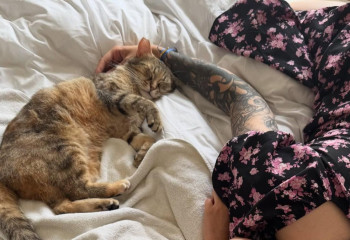 «Просто хозяйка отеля»: туристка рассказала о кошке, поселившейся с ней в номере