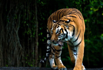 Үндістанда жолбарыс шабуылынан соң 18 мектеп уақытша жабылды