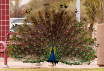 АҚШ-та қонақ үйден ондаған тауыс ұрланған