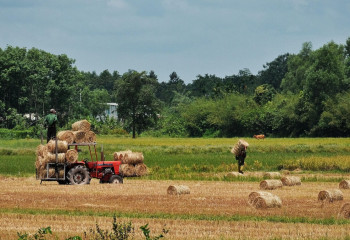 Ұлттық ауыл шаруашылығы санағы: агросекторды деректермен жаңғырту