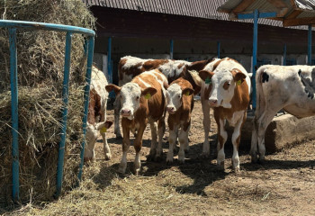 В Алматинской области МТФ увеличили надои молока за год
