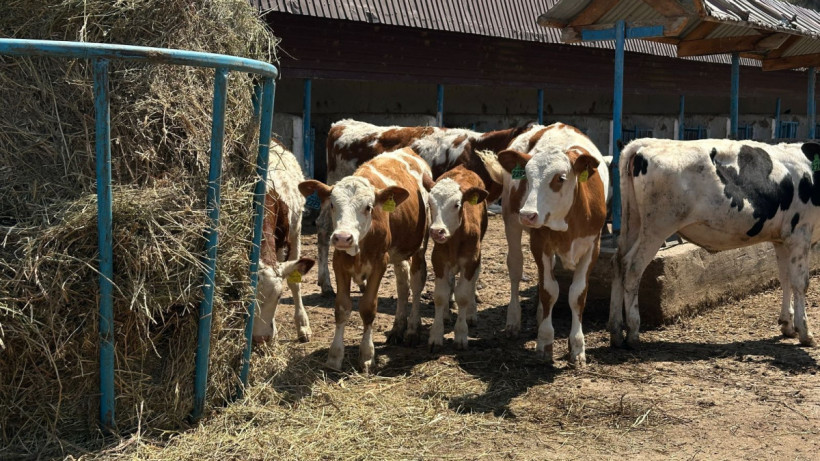  пресс-служба АО «СПК «Қонаев» 