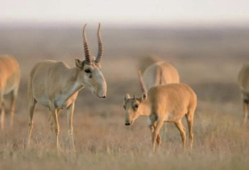 Uzbekistan and Kazakhstan to join forces to restore  saiga antelope population