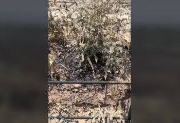 Огонь не подобрался к могиле: в сети показывают последствия пожара на Кенсайском кладбище