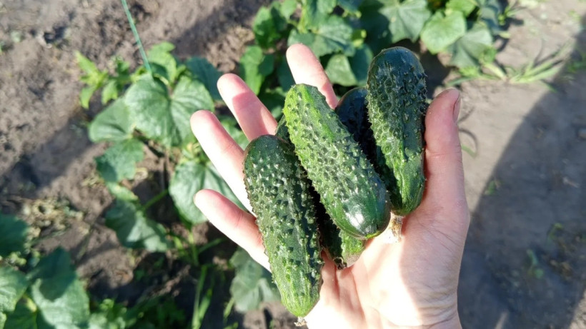  Фото из соцсетей 