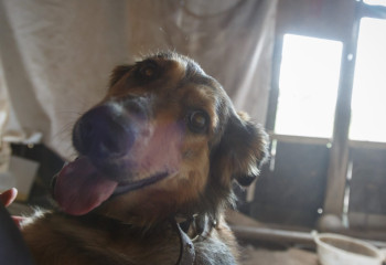 Пёс разбудил хозяйку среди ночи - и спас ситуацию