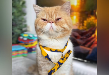 Кот-предсказатель сообщил что будет с ценами в Казахстене: