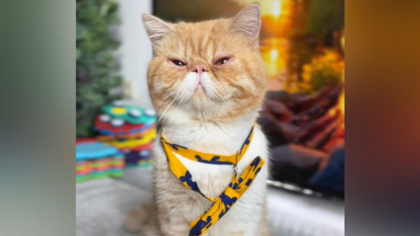  Скриншот видео 