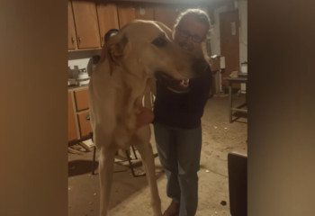 Human-sized Tazy gains popularity on social media