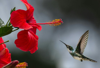 Бес жүзден астам құс түрі жойылып кетуі мүмкін