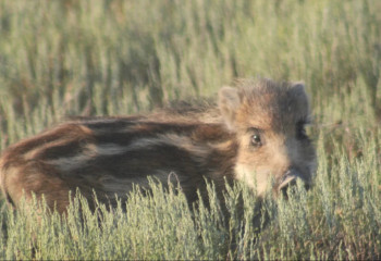 Маленьких поросят и сайгачат показал Коргалжинский заповедник