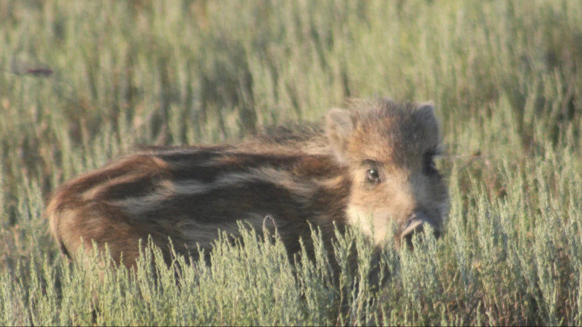  korgalzhyn_qorygy / Instagram 