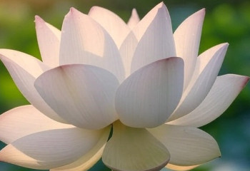 Атырауда лотос фестивалі өтті