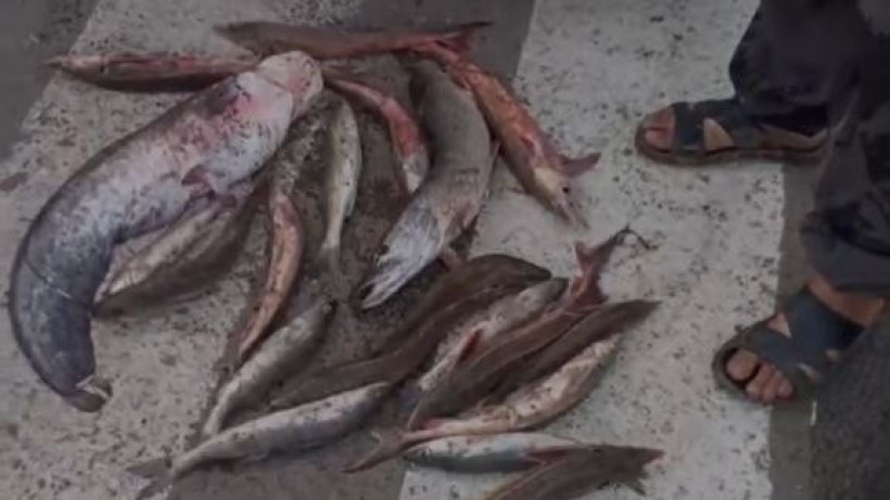  Видеодан кадр 