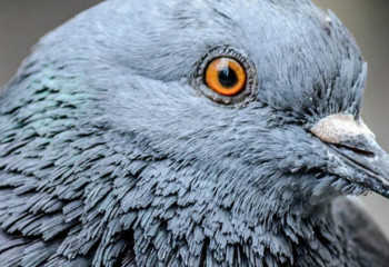 Көгершінді тыңшы деген күдікпен қолға түсірді