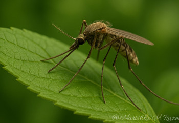 В Китае выпустили личинки гигантских комаров для борьбы с вирусом чикунгунья
