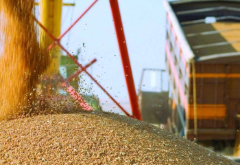 Елімізде астық пен ұн экспорты 12 млн тоннадан асты