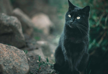 Мысық-ғалым жаңа вирус түрін тапты