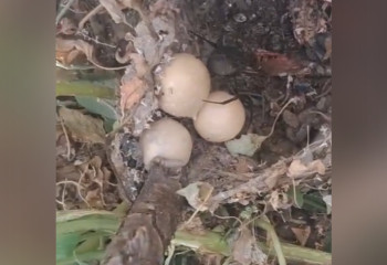 Казахстанка нашла в своём огороде огромные яйца каракурта