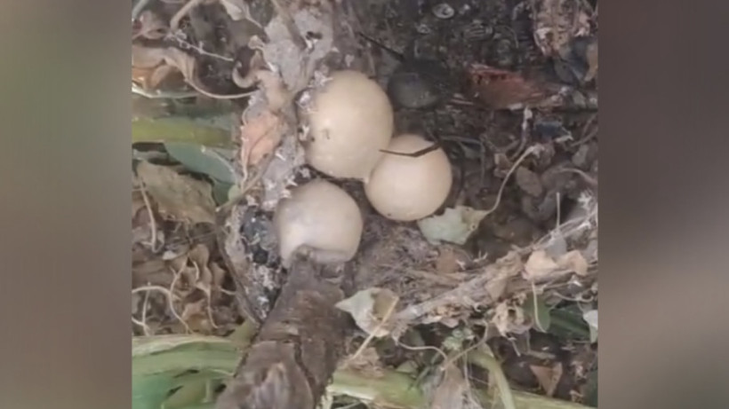  screenshot from video 