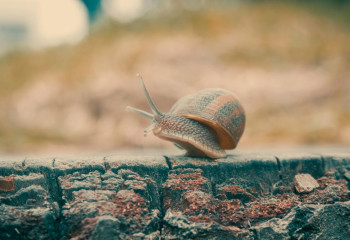 Көру қабілетін ұлу арқылы қалпына келтіруге болады – ғалымдар