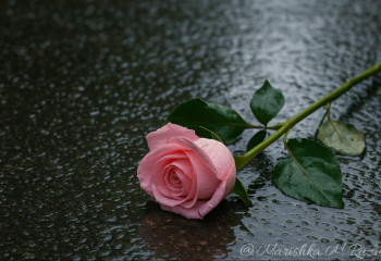 Отобрал у старушки букет и уехал - алматинцы шокированы поведением участкового на Арбате