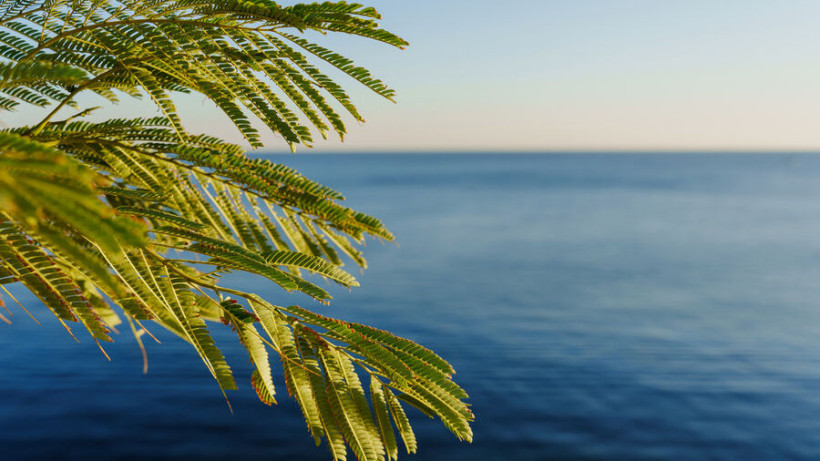  Art_Volkusha/Shutterstock/FOTODOM 