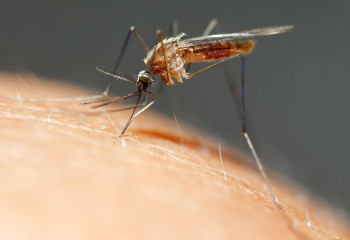 Қытай чикунгунья вирусын тоқтату үшін масалар мен балықтарды қолданып жатыр