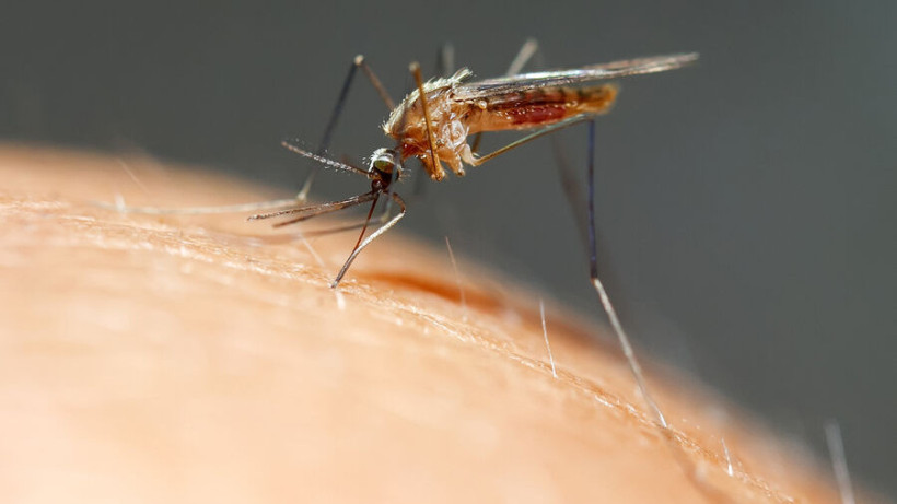  Bachkova Natalia/Shutterstock/FOTODOM 