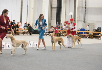 Қазақ тазылары Хельсинкиде алғаш рет әлемге таныстырылды