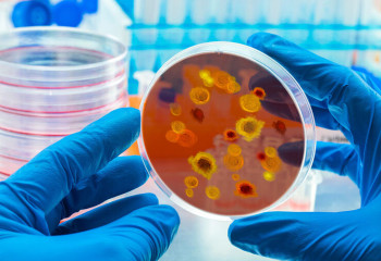 Қытайда өршіген чикунгунья эпидемиясынан қауіп бар ма?