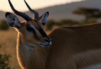 China unveils bionic antelope robot to observe endangered Tibetan species