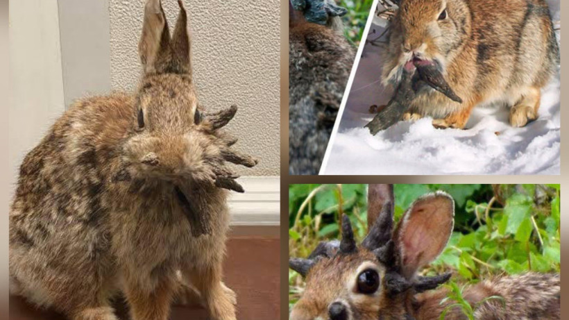  © X / Shadow of Ezra 