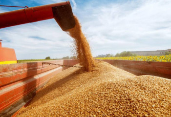 Елімізде астық экспорты 9,8 млн тоннадан асты