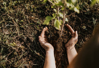 Елдімекендерде 15 млн-нан астам ағаш отырғызылды