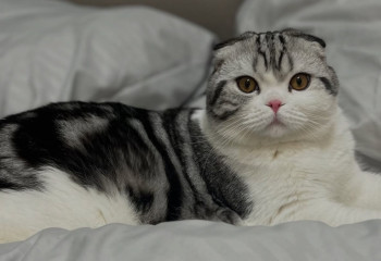 В Караганде здоровый кот умер после вычесывания в салоне