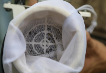 Las Vegas confronted with growing mosquito problem